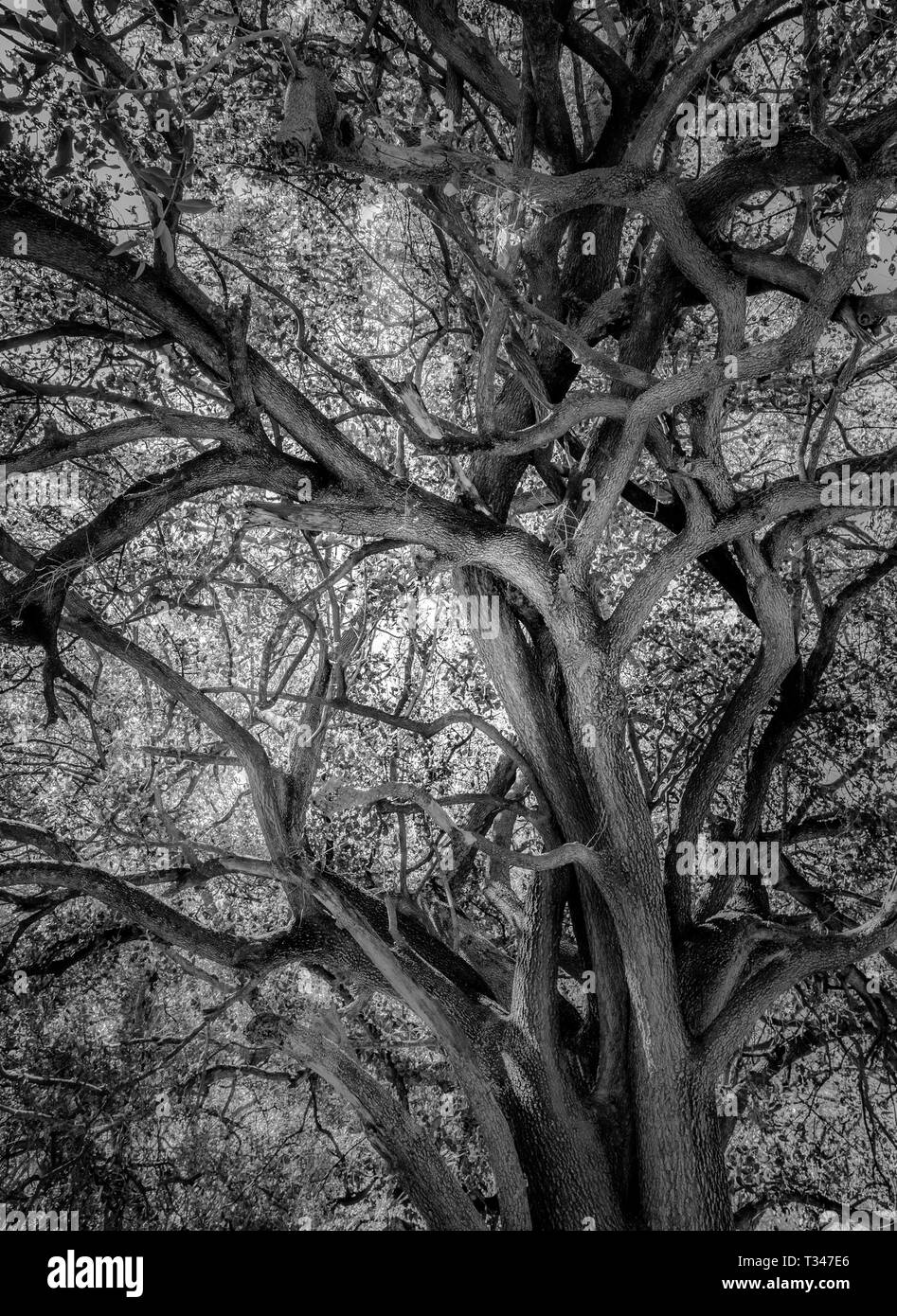 Moody foto in bianco e nero del vecchio albero sulle pianure della savana in Africa Foto Stock Moody foto in bianco e nero del vecchio albero sulle pianure della savana in Africa Foto Stock