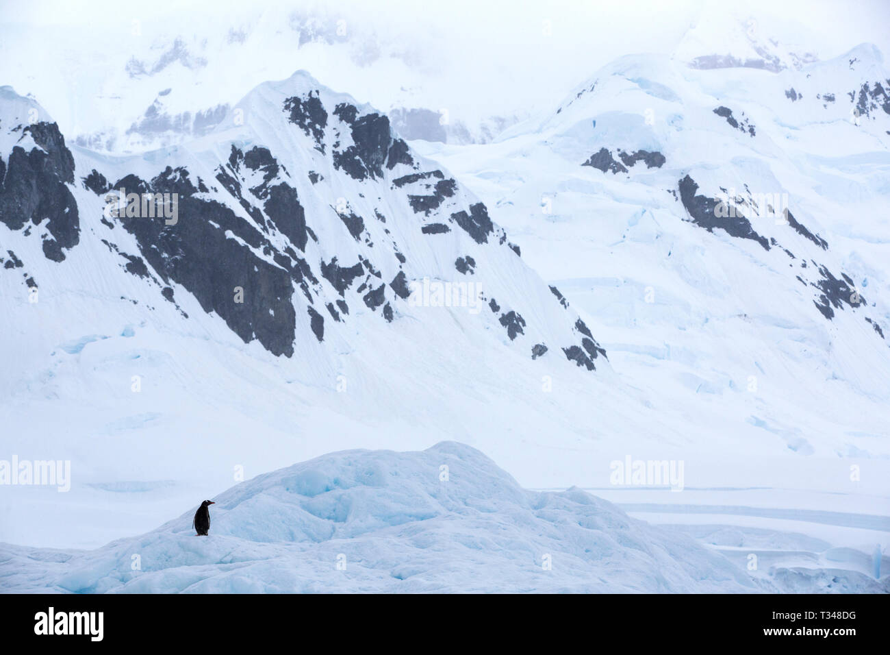 Un pinguino Gentoo su un iceberg off Anvers Island, nell'arcipelago Palmer, Antartide. Foto Stock