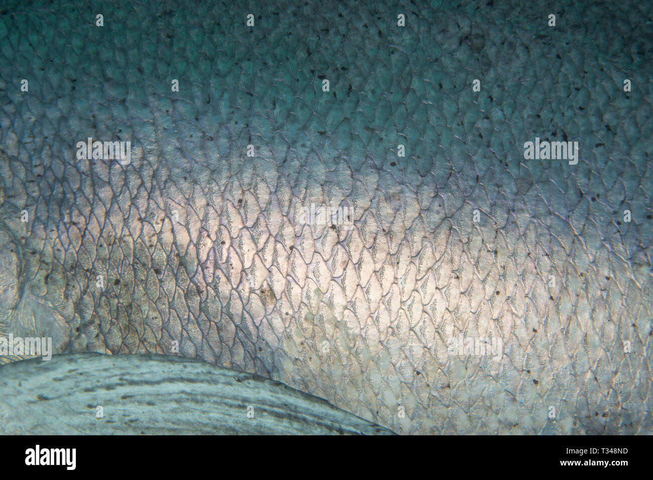 Immagine ravvicinata di un gigante di black sea bass e la sua bilancia argento mostra la blindatura che circonda questo organismo dell'animale. Foto Stock