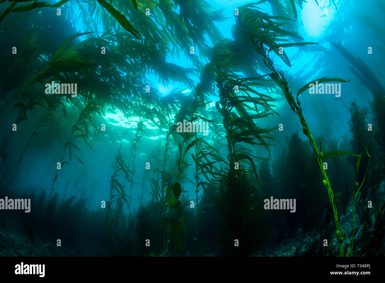 Una vasta prospettiva di un classico California foresta di kelp che mostra la tettoia, blu acqua e struttura della barriera corallina. Foto Stock