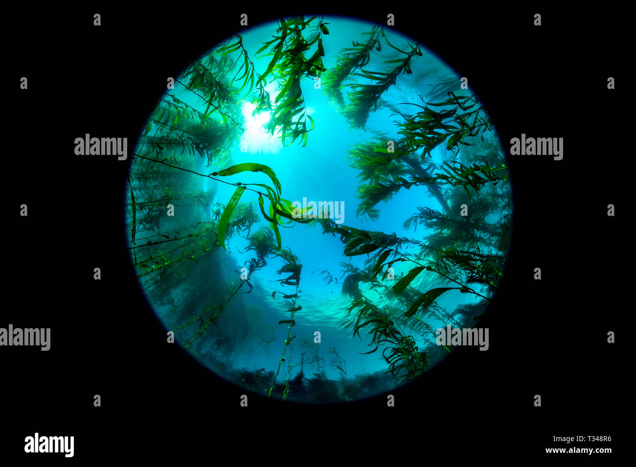 Una vasta fisheye circolare prospettica di un classico California foresta di kelp che mostra la tettoia, blu acqua e struttura della barriera corallina. Foto Stock