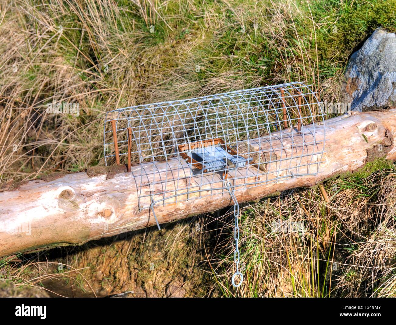 Regno Unito trappola a molla nella foresta di Bowland nel nord ovest del Regno Unito Foto Stock