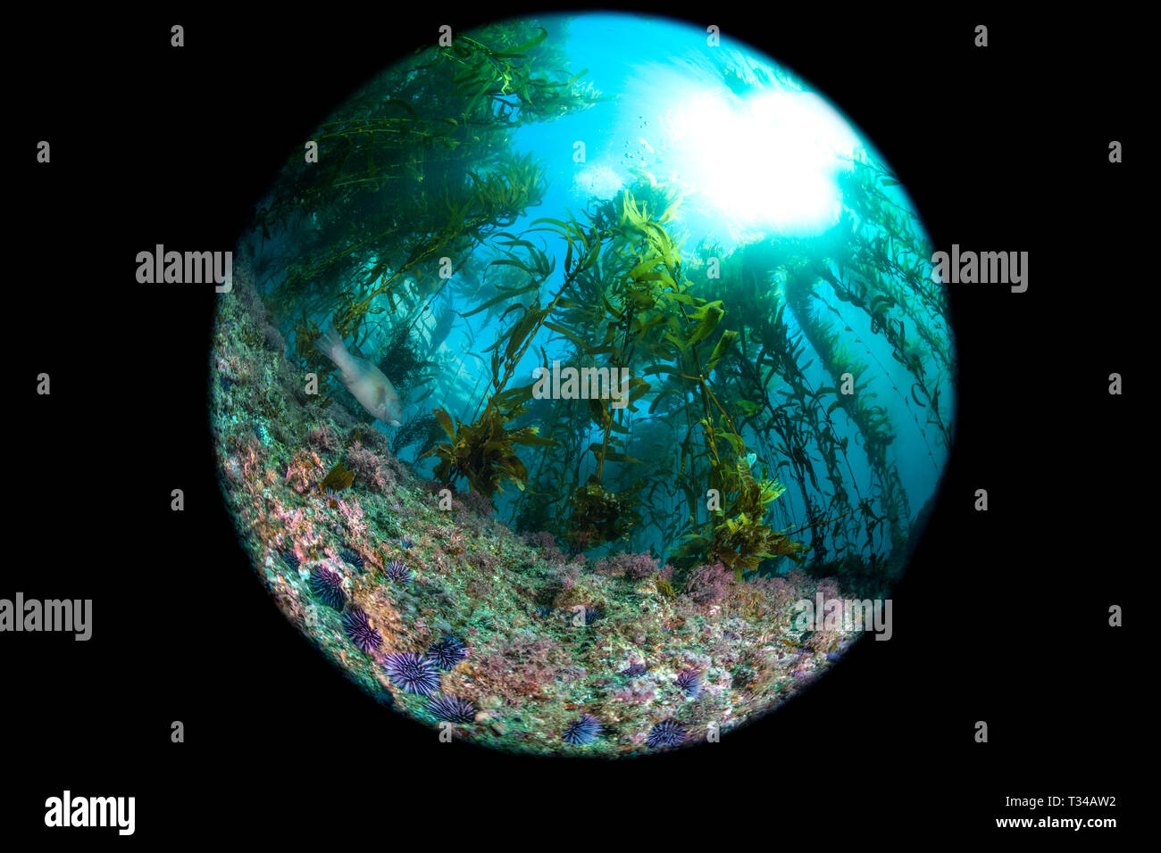 Una vasta fisheye circolare prospettica di un classico California foresta di kelp che mostra la tettoia, blu acqua e struttura della barriera corallina. Foto Stock