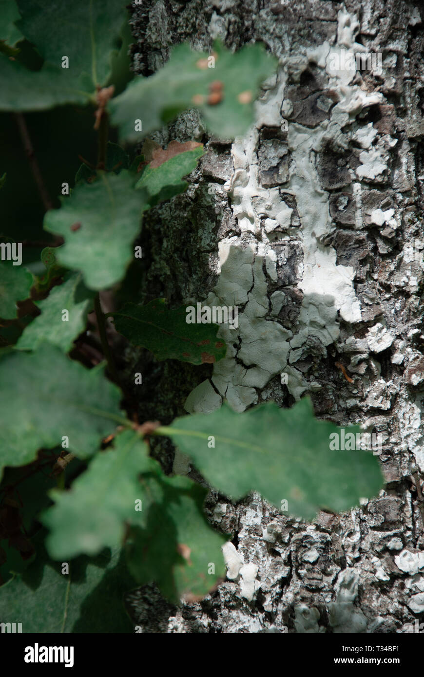 Close-up di argento albero di corteccia e foglie verdi Foto Stock