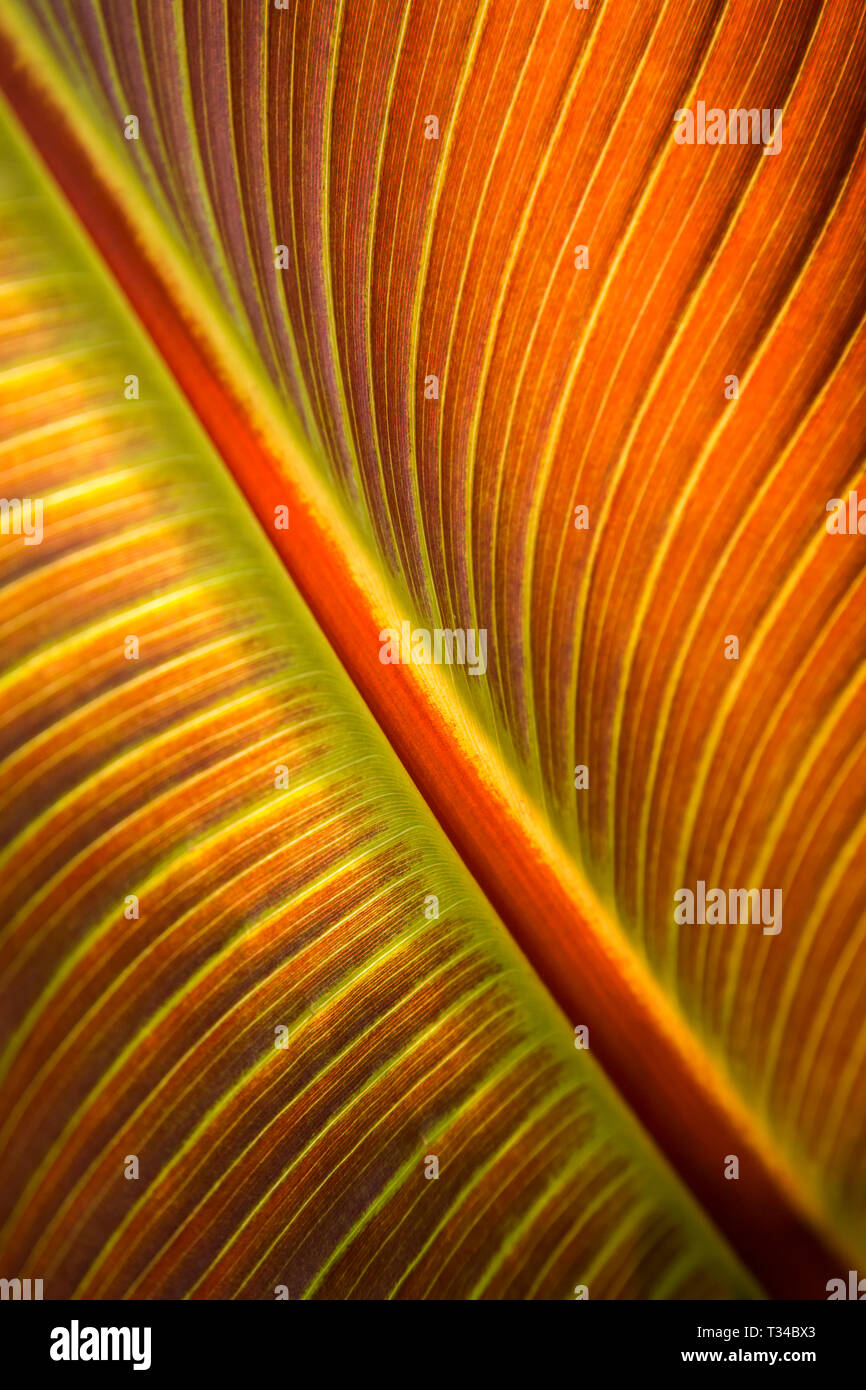 UN PRIMO PIANO COLORATO E LUMINOSO DI UNA FOGLIA DI BANANA CHE MOSTRA LA STRUTTURA DELLE FOGLIE IN UNA LUCE DORATA Foto Stock