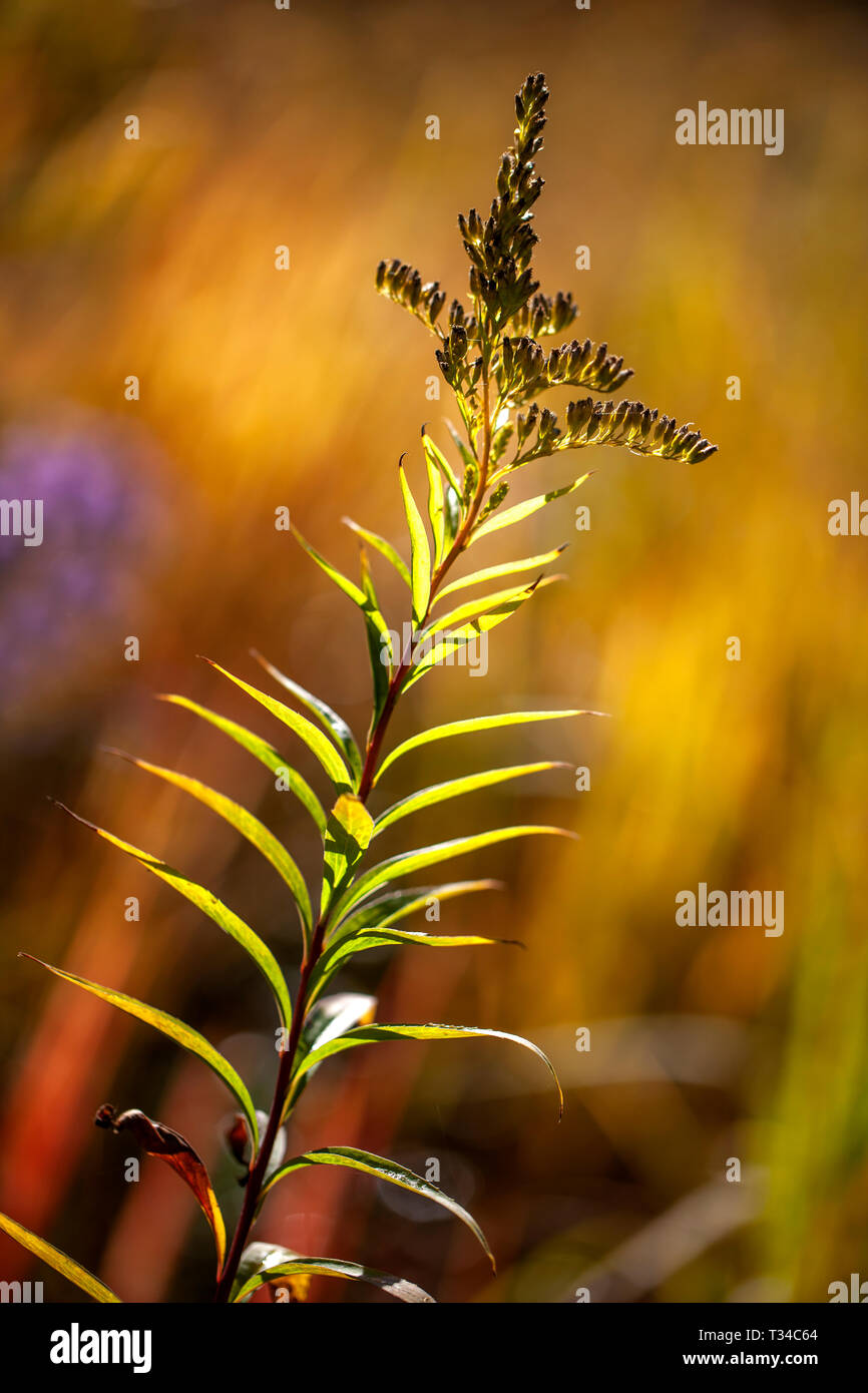 Testa di seme Golden Rod retroilluminata dalla luce del sole con sfondo bokeh colorato e naturale che indica una crescita dinamica verso l'alto. Foto Stock