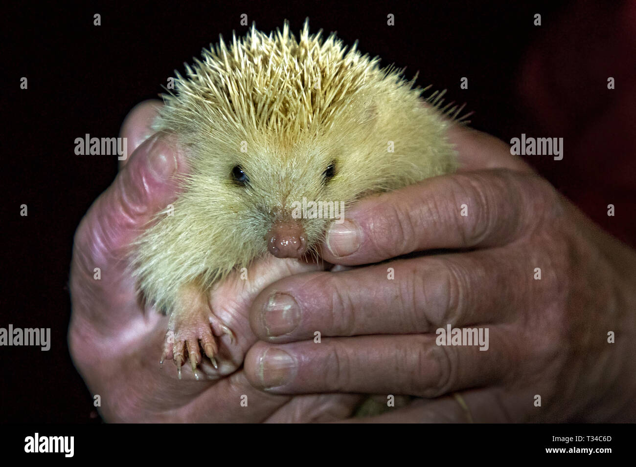 UN PRIMO PIANO LEUCISTIC BLOND NOCTERNAL HEDGEHOG IN MANI UMANE DA ALDERNEY CHE MOSTRA UN TAMENESS NATURALE A CAUSA DELLA MANCANZA DI PREDATORI. Foto Stock