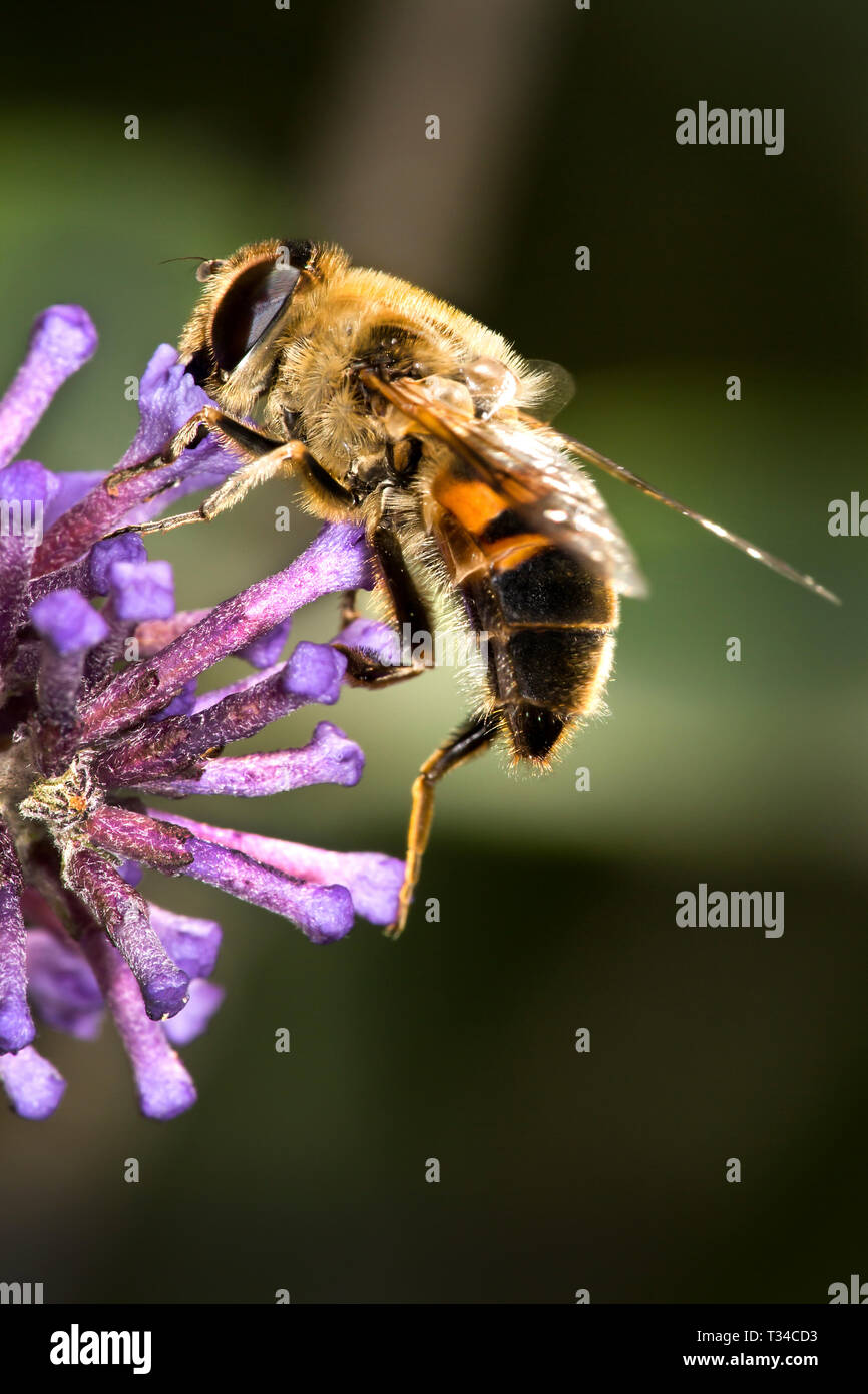 Il miele delle api vicino sul budlea fiore. Foto Stock