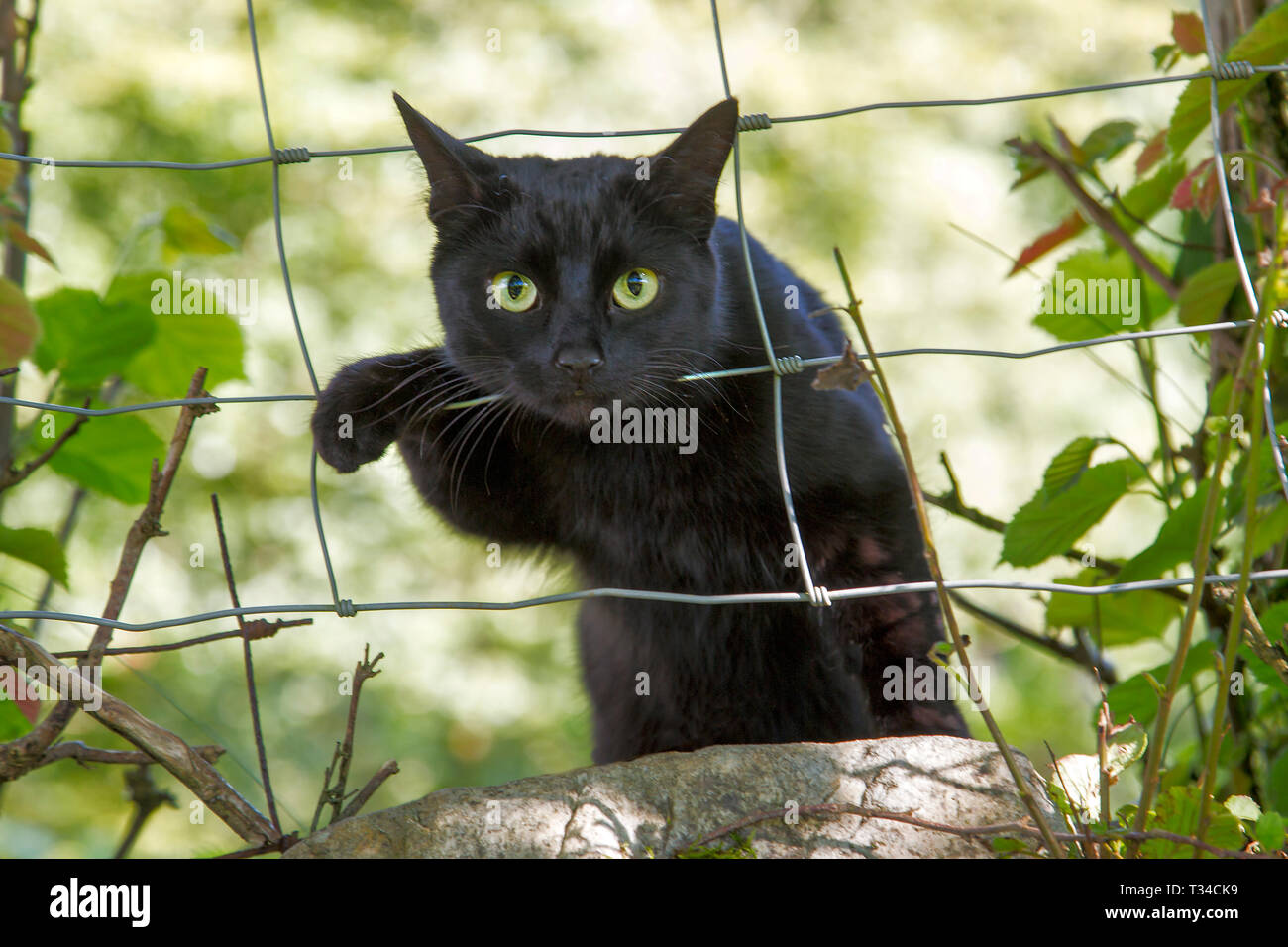 Un gatto nero brillante guarda attraverso una recinzione metallica mostrando i suoi occhi verdi vividi. Foto Stock