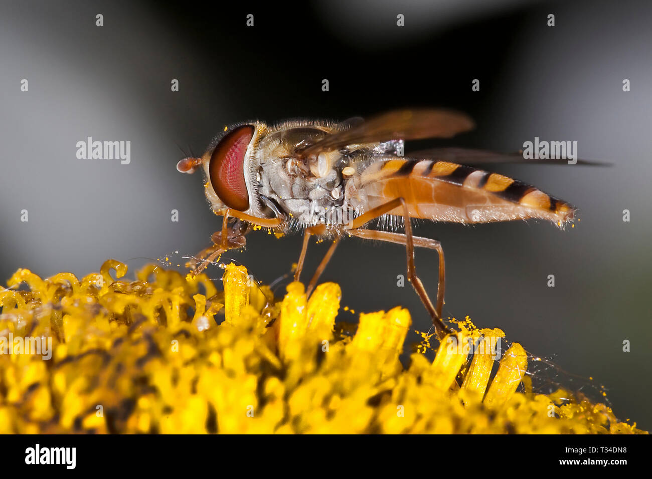 Macro di un nettare hoverfly che raccoglie su una margherita di cane giallo che rivela intricati occhi composti, ali e addome a righe su un morbido sfondo grigio. Foto Stock