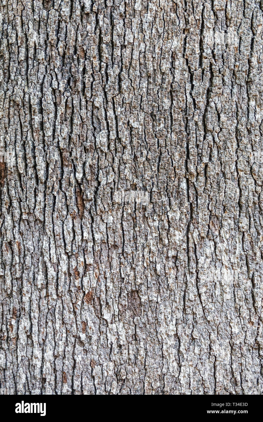 Corteccia di albero texture, tronco di albero Foto Stock