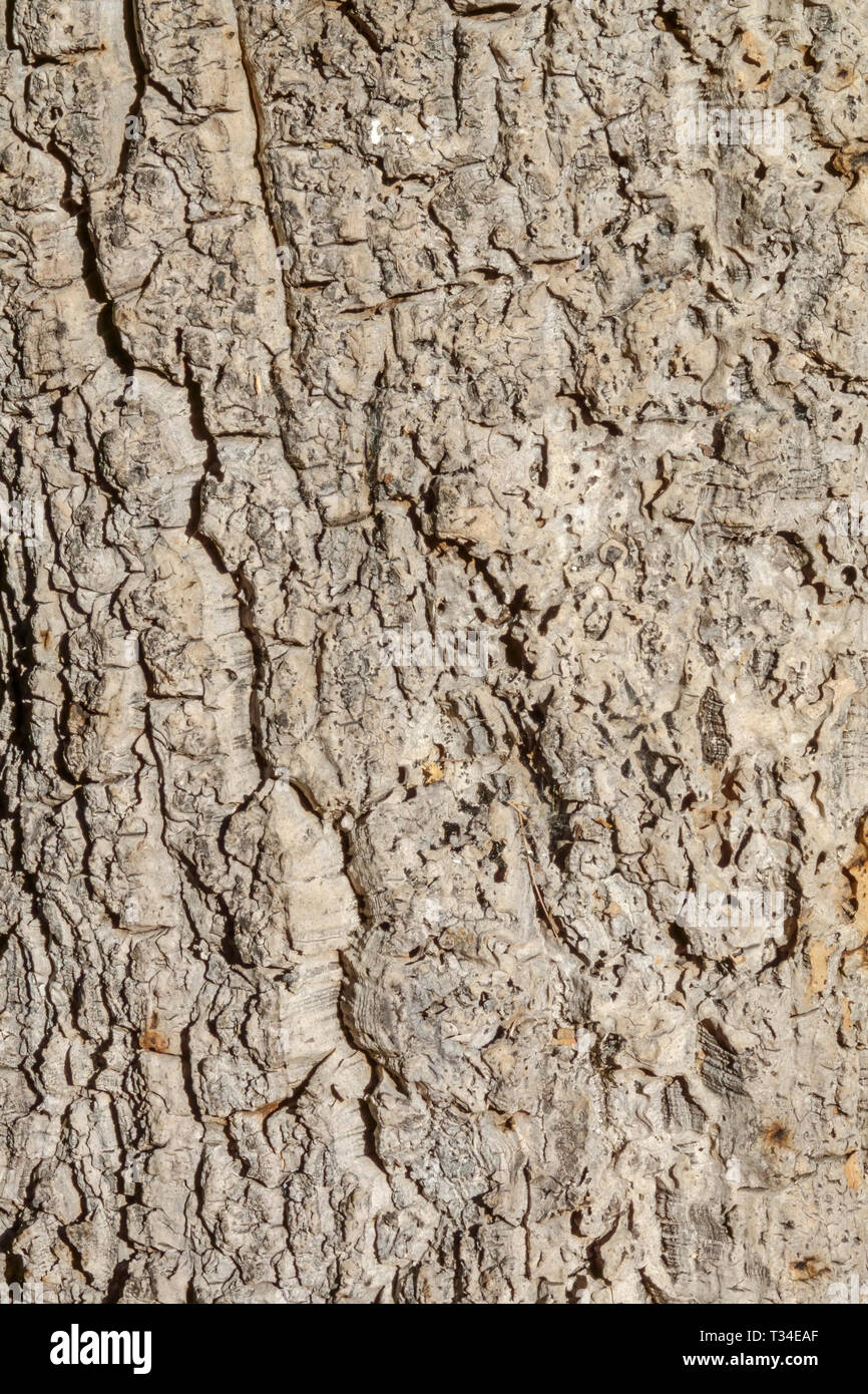 Querce da Sughero, Quercus suber di corteccia di albero texture, tronco di albero Foto Stock