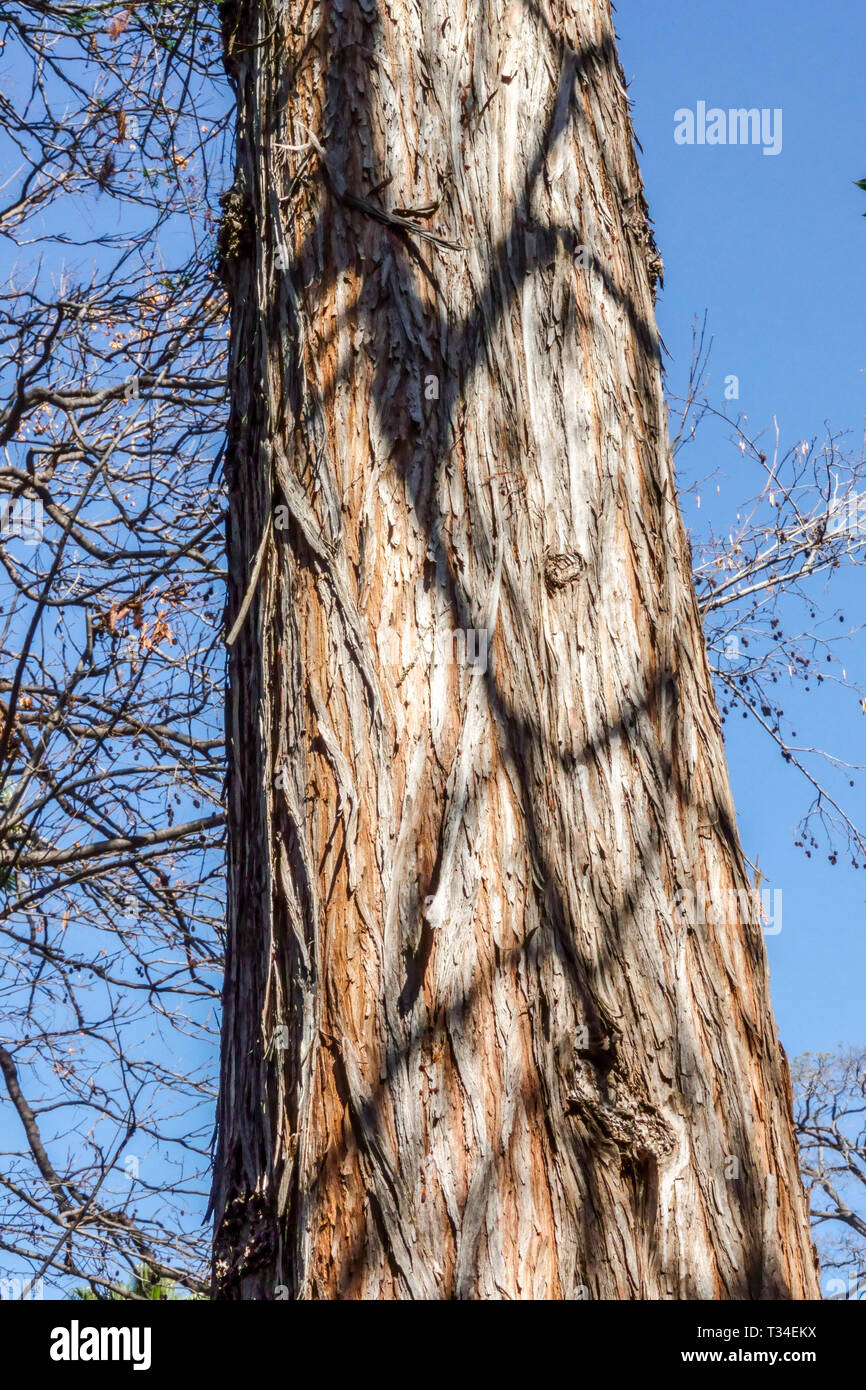 Cipresso calvo, Taxodium distichum, corteccia di albero texture, tronco di albero Foto Stock