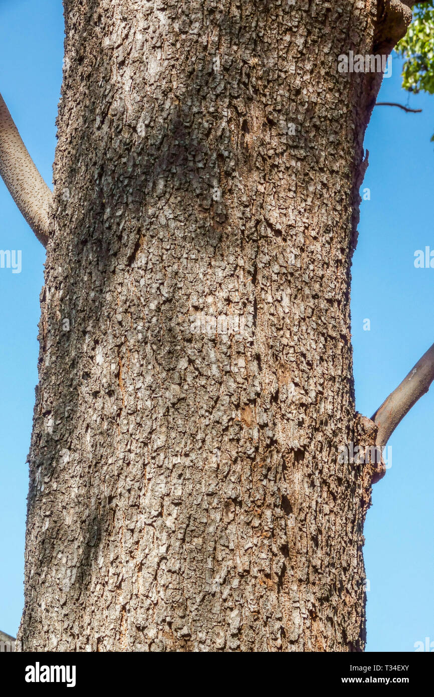 Il cinese Flame Tree, Koelreuteria bipinnata, corteccia di albero texture, tronco di albero Foto Stock