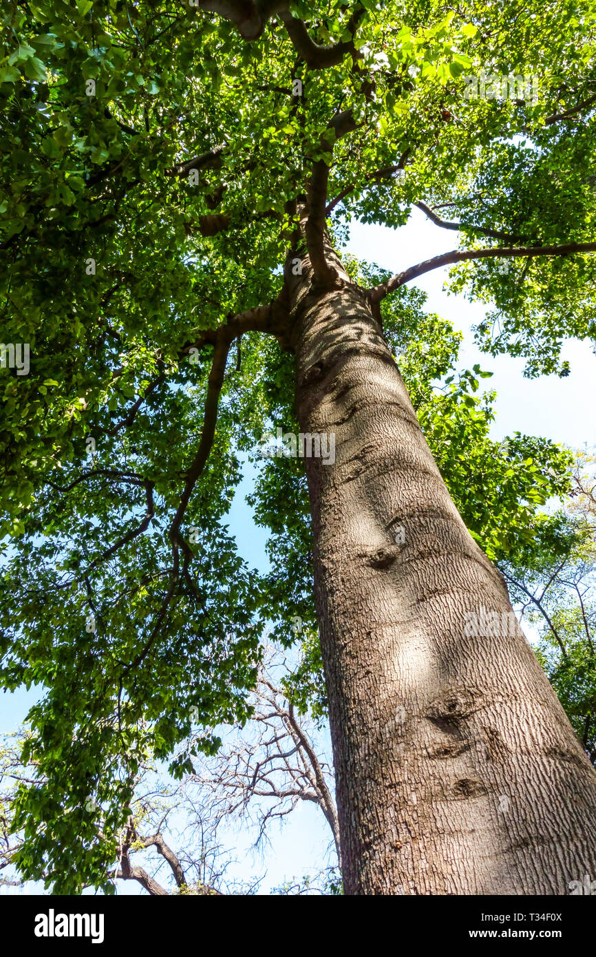 Brachychiton roseus, corteccia di albero texture, tronco di albero Foto Stock