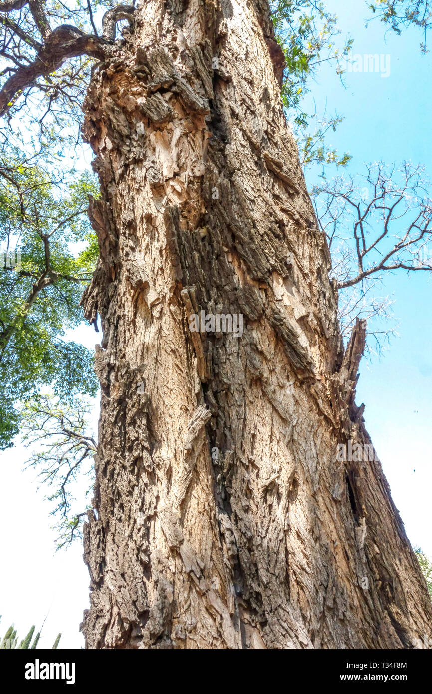 Tipuana tipu, corteccia di albero texture, tronco di albero Foto Stock