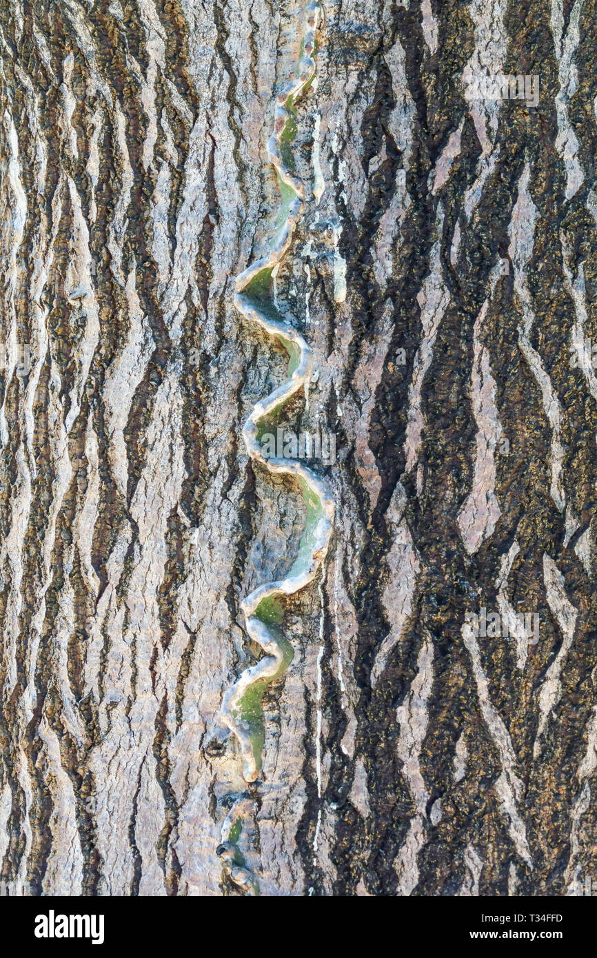 Candelabri Tree, Euphorbia candelabro, corteccia di albero texture, tronco di albero Foto Stock