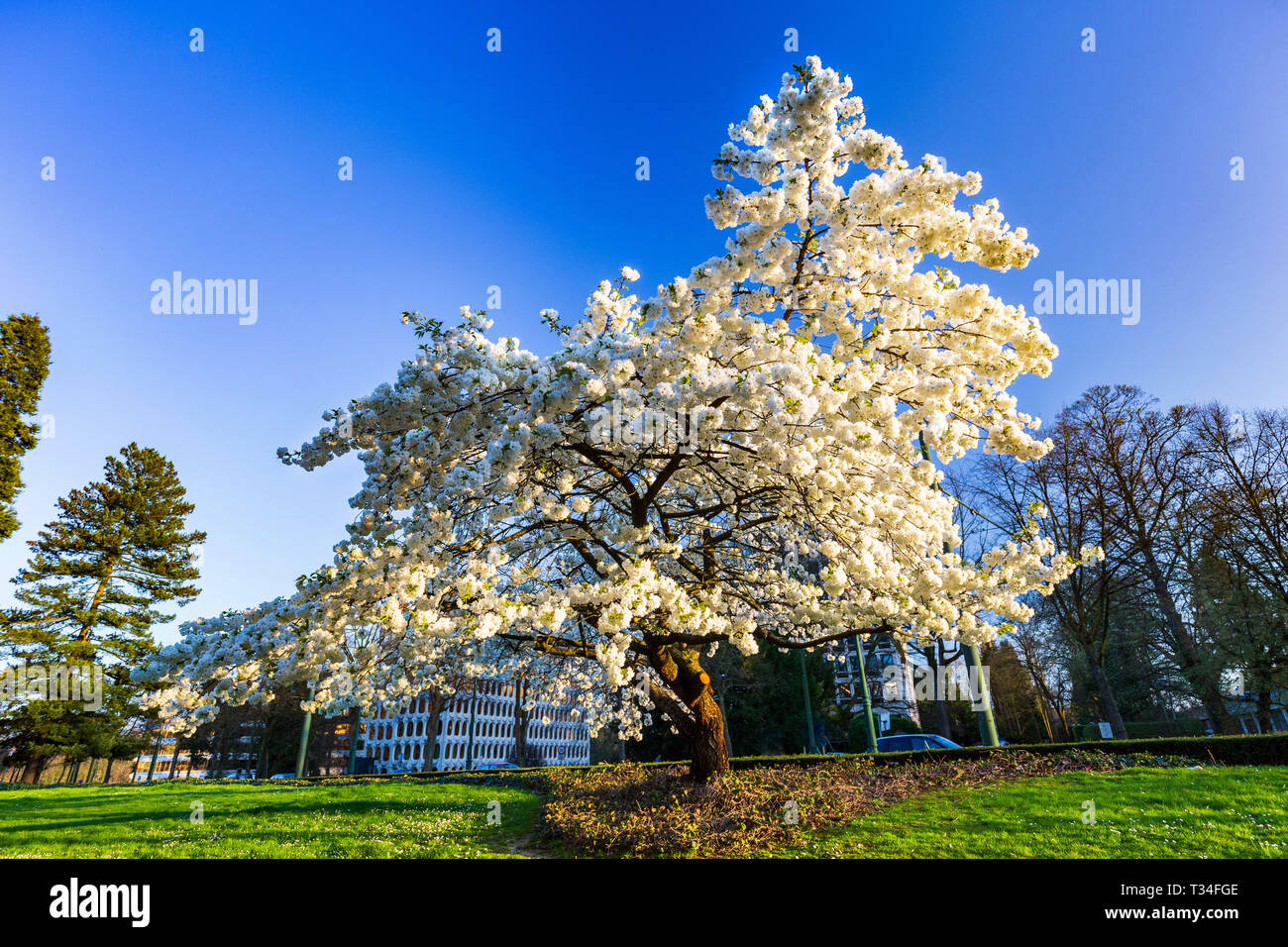 Unico bianco ciliegio susino a fioritura primaverile Foto Stock