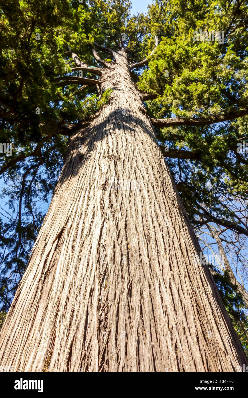 Cupressus torulosa, struttura della corteccia degli alberi, tronco dell'albero del cipresso dell'Himalaya Foto Stock