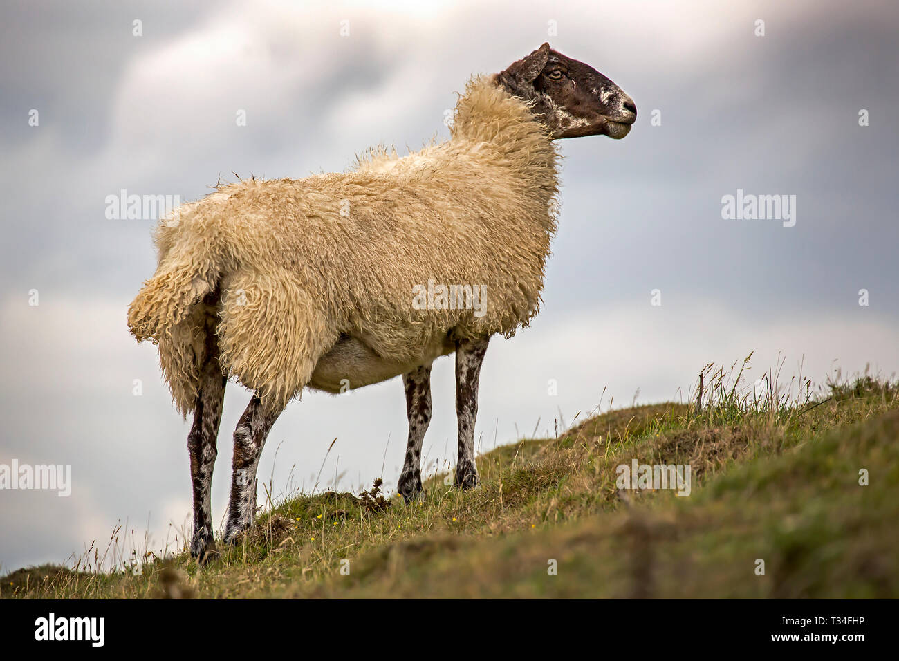 Un Ewe a Weardale, Northumberland, Regno Unito, mette in posa una statuetta su una collina erbosa. Foto Stock