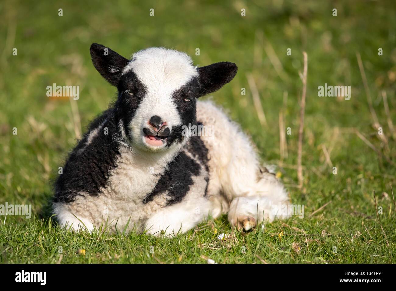Un semplice agnello Jacob che si sdraia e sanguina a sua madre Foto Stock