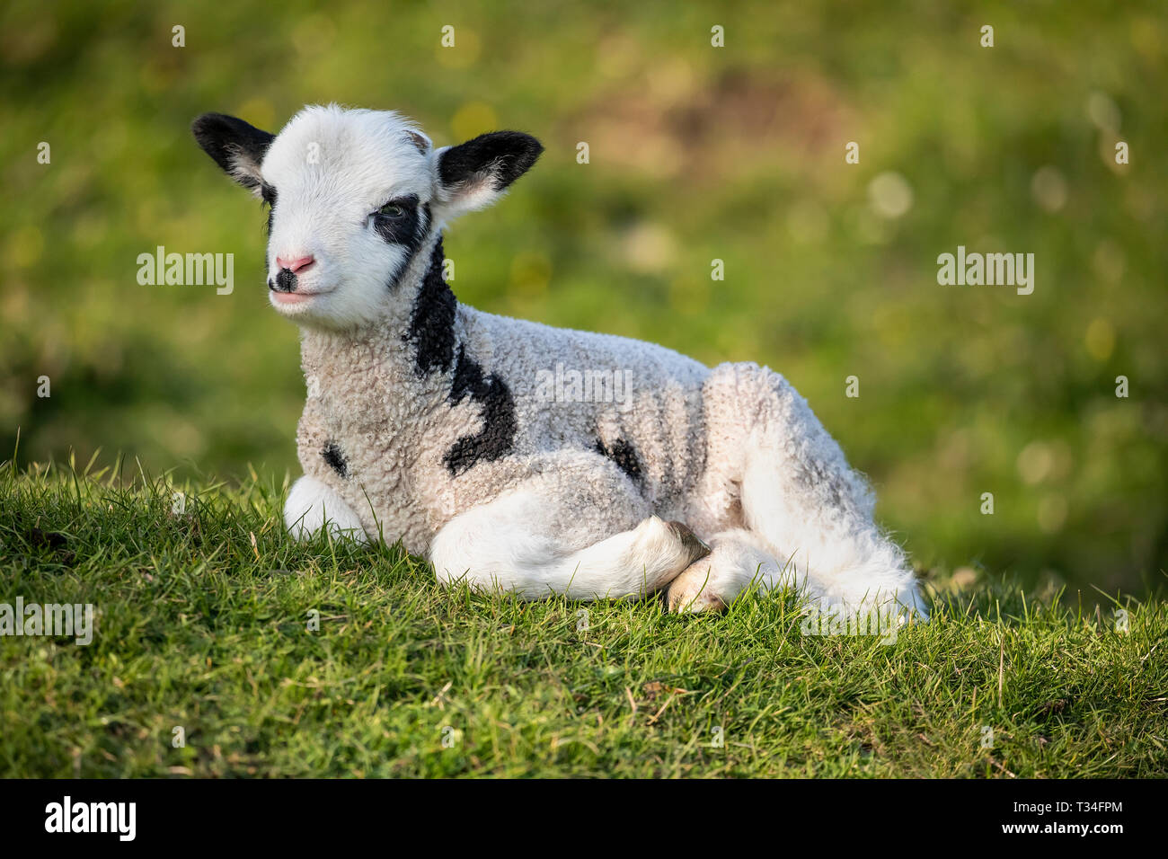 L'agnello neonato Jacob si riposa al sole della mattina presto Foto Stock