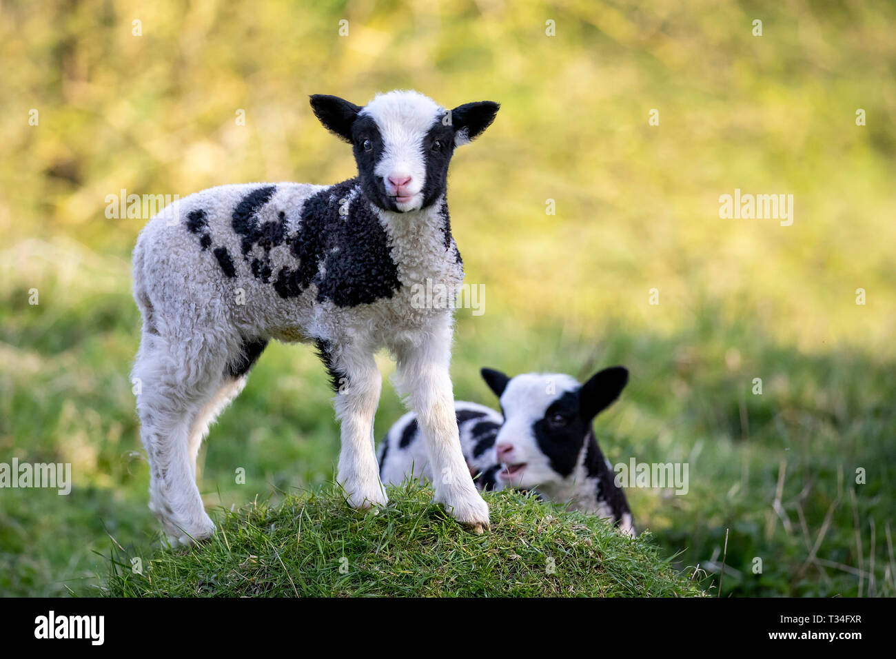 Due pecore Jacob appena nate si riposano nel verde pascolo fresco e al sole mattutino. Foto Stock