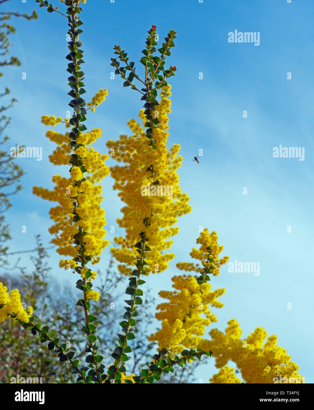 Acacia pravissima Forno di bargiglio crescente nella primavera del confine Foto Stock