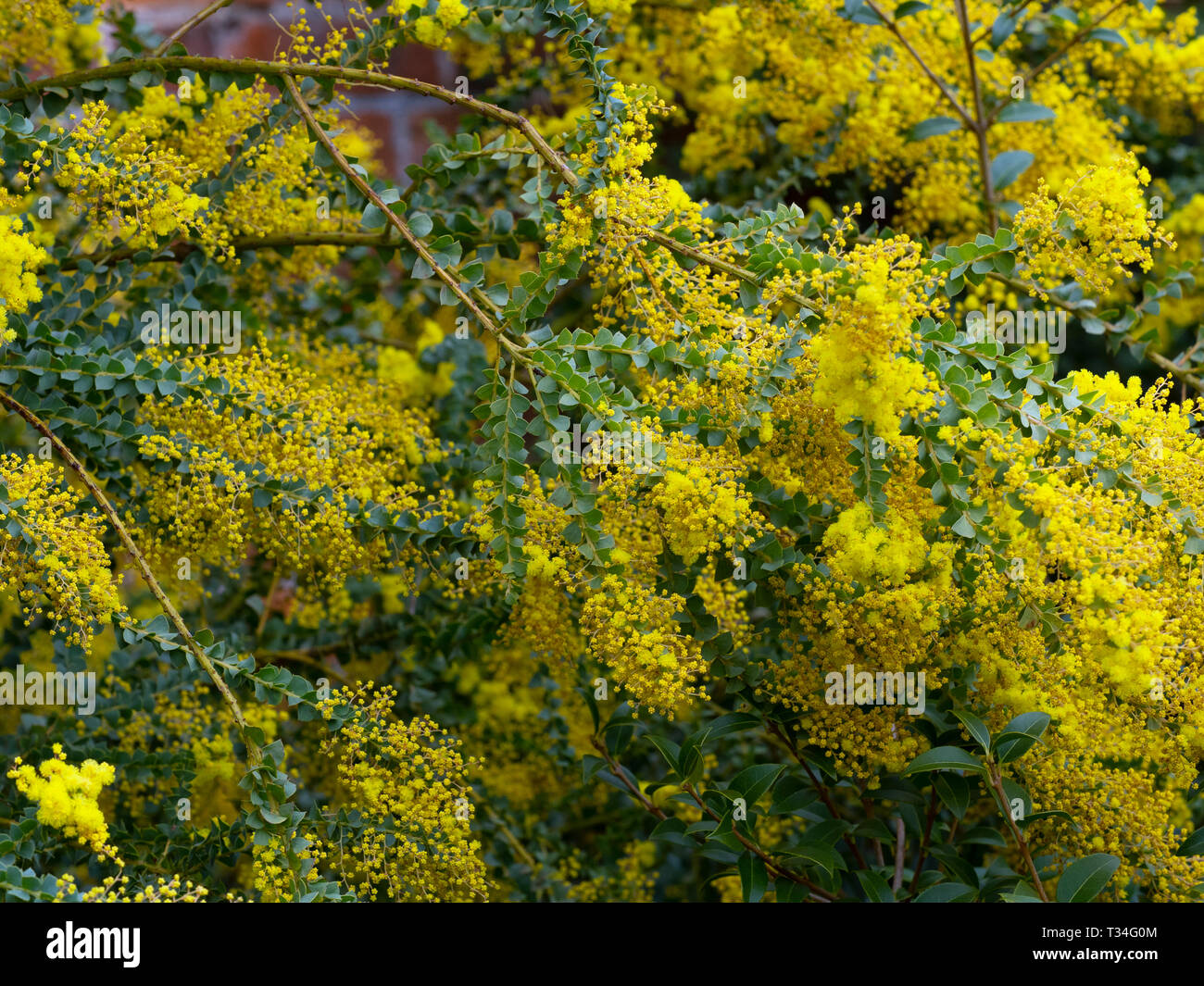 Acacia pravissima Forno di bargiglio crescente nella primavera del confine Foto Stock