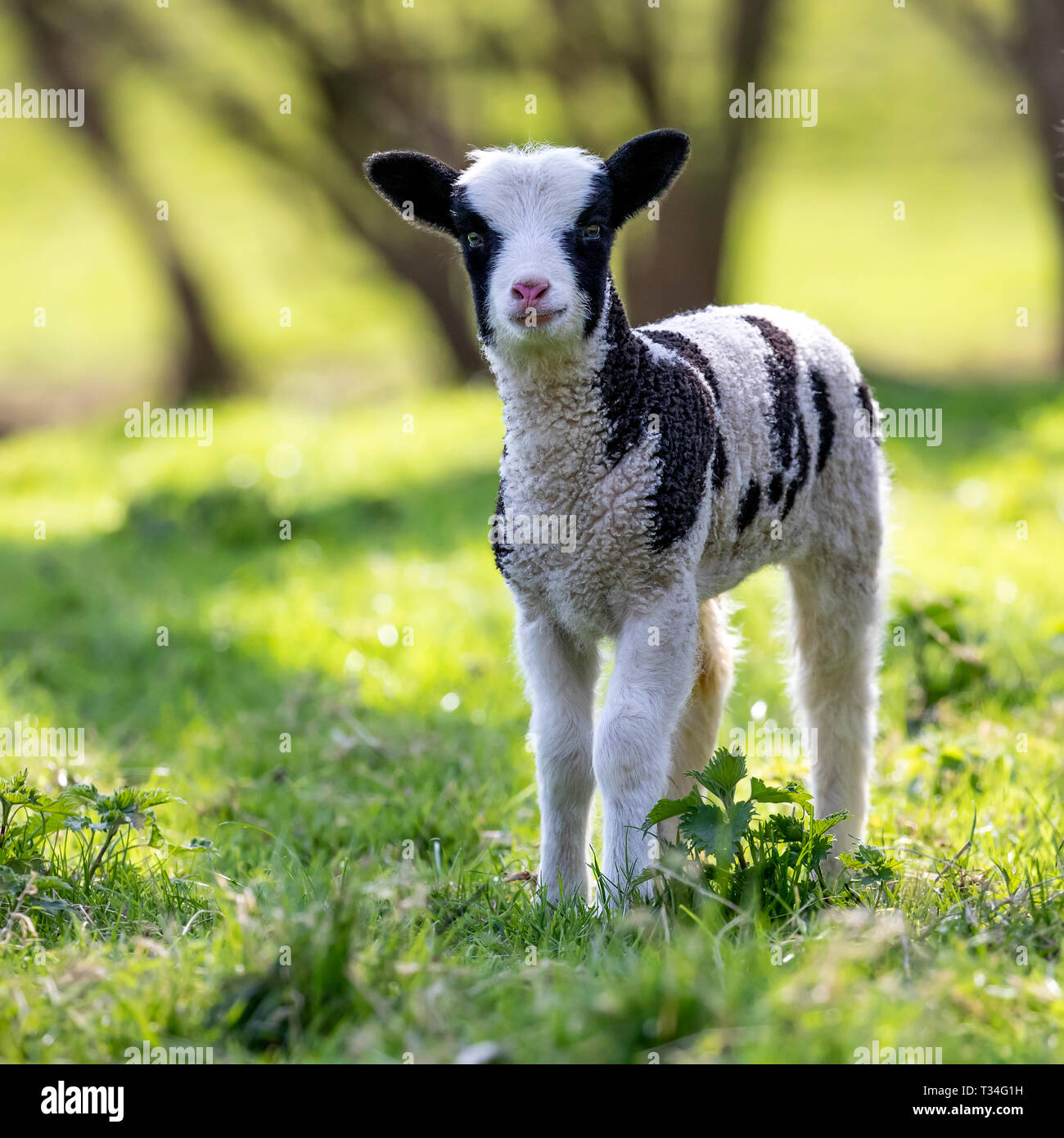 PECORA JACOBS NEONATA CHE GUARDA LA MACCHINA FOTOGRAFICA IN UN PAESAGGIO NATURALE PASTURAL Foto Stock