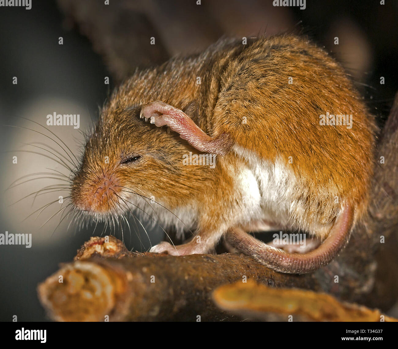 Il minuscolo e simpatico topo da raccolto si ferma a metà graffio, godendosi una tranquilla preda in cima a un ramo in un accogliente momento boschivo. Foto Stock