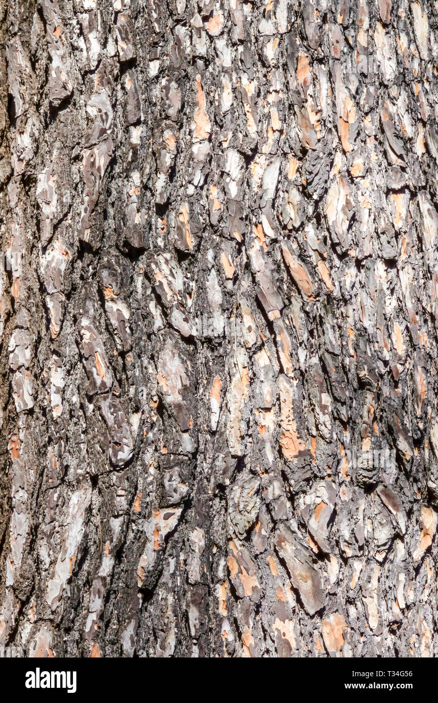 Pino calabrese, Pinus brutia, corteccia di albero texture, tronco di albero Foto Stock