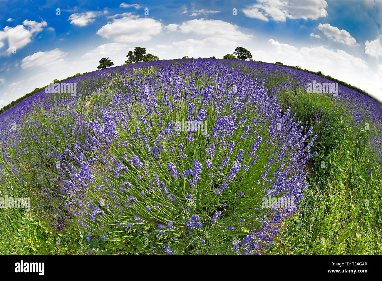 Vista grandangolare delle vivaci file di lavanda in piena fioritura sotto un cielo ampio in una fattoria di campagna inglese. Foto Stock
