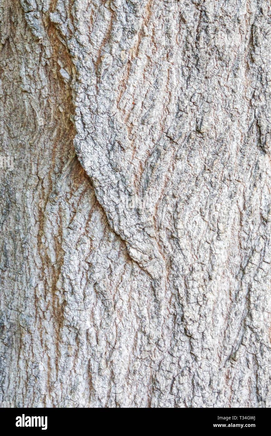 Isola Norfolk Hibiscus, Lagunaria patersonia, corteccia di albero texture, tronco di albero Foto Stock