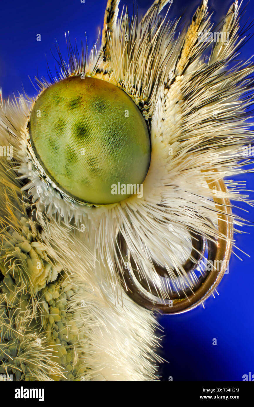 Il macro estremo di una farfalla Cabbage White rivela occhi verdi vivaci composti, testa con setole e probosci arricciati e un aspetto spaventato. Foto Stock