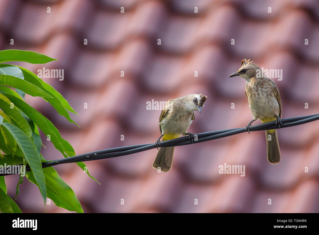 Due uccelli su un cavo di alimentazione, Indonesia Foto Stock
