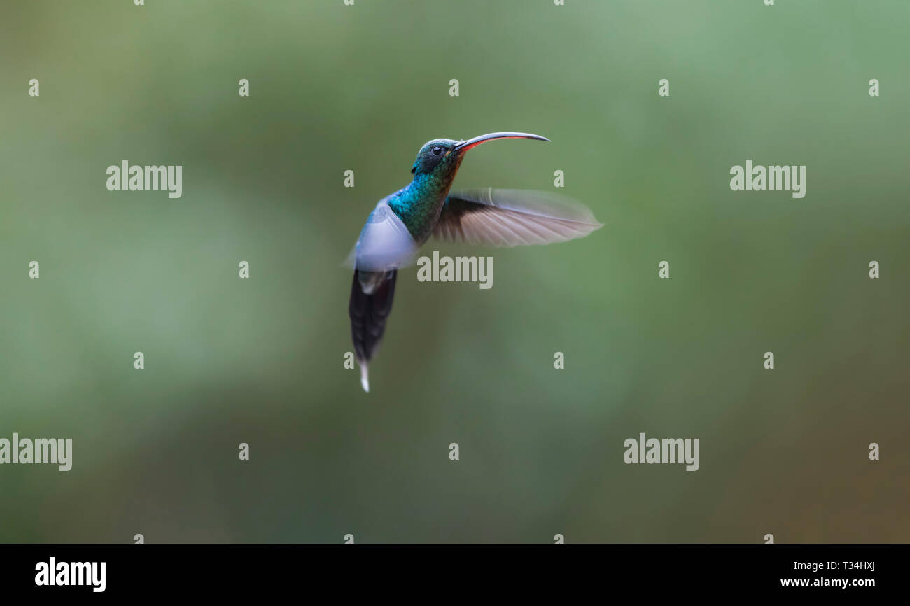 Eremita verde Hummingbird hovering contro a sfocare lo sfondo di colore verde Foto Stock