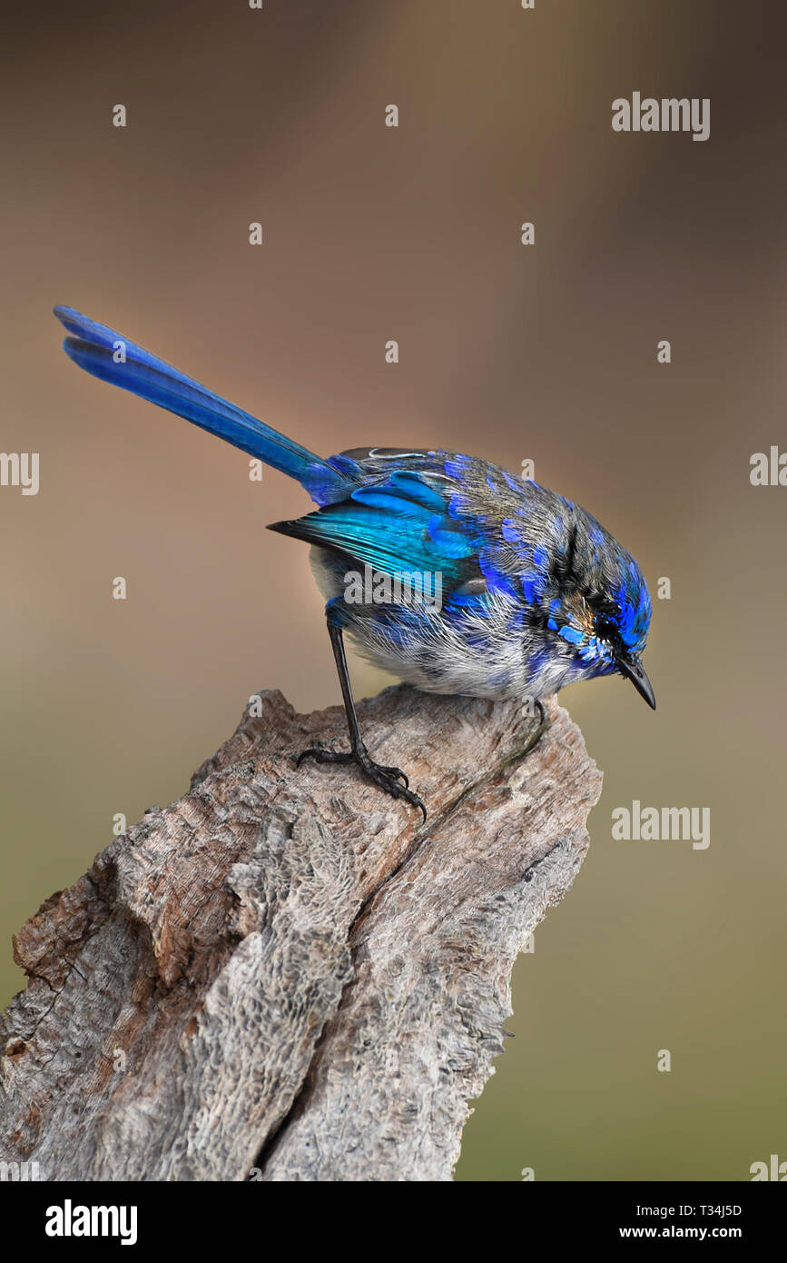 Splendida Fata Wren (Malurus splendens), Australia occidentale, Australia Foto Stock