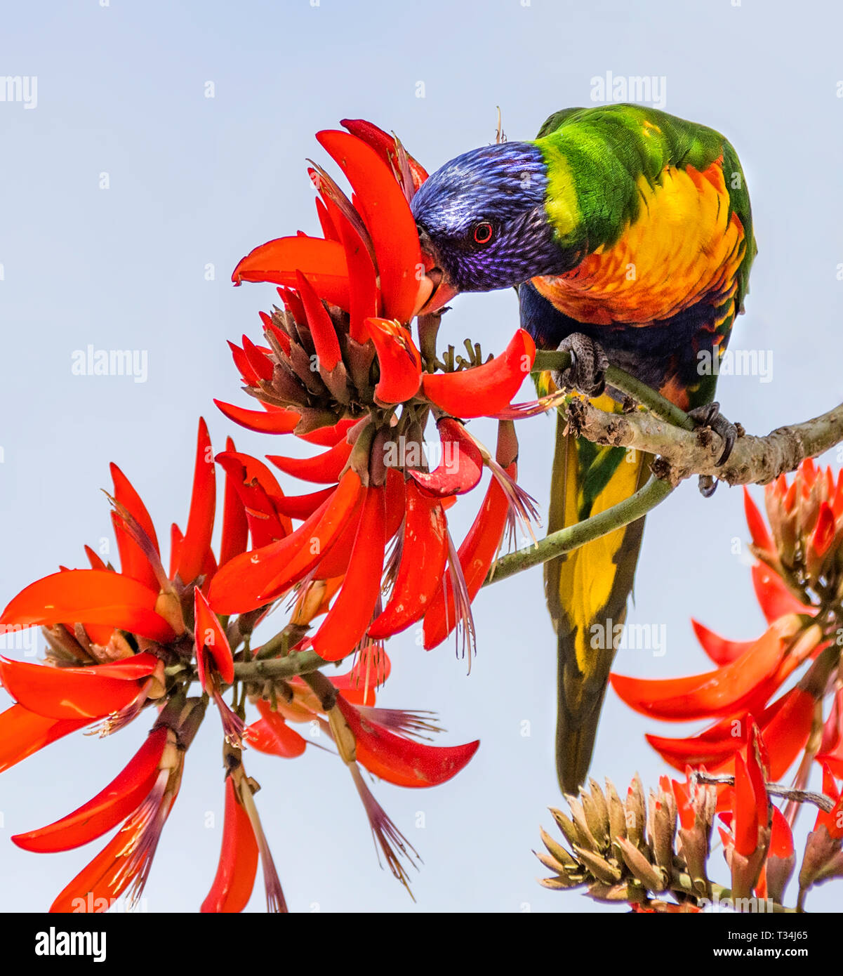 Rainbow Lorikeet (Trichoglossus haematodus) alimentazione sui fiori di Coral Tree (Erythrina sykesii), Perth, Australia occidentale, Australia Foto Stock