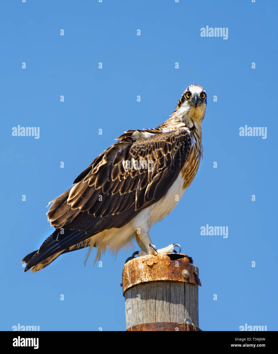 Eastern Falco pescatore (Pandion cristatus) Perth, Western Australia. Foto Stock