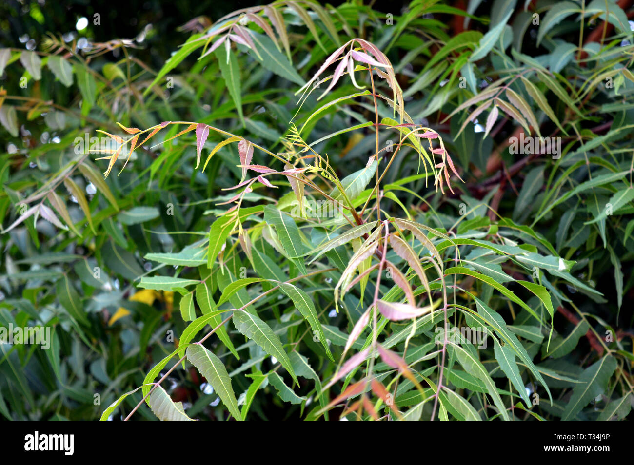 Beautiful Neem Early Leafs, light red and green mix, questo albero scientificamente conosciuto come azadirachta indica UN ramo di foglie di albero di neem. Foto Stock