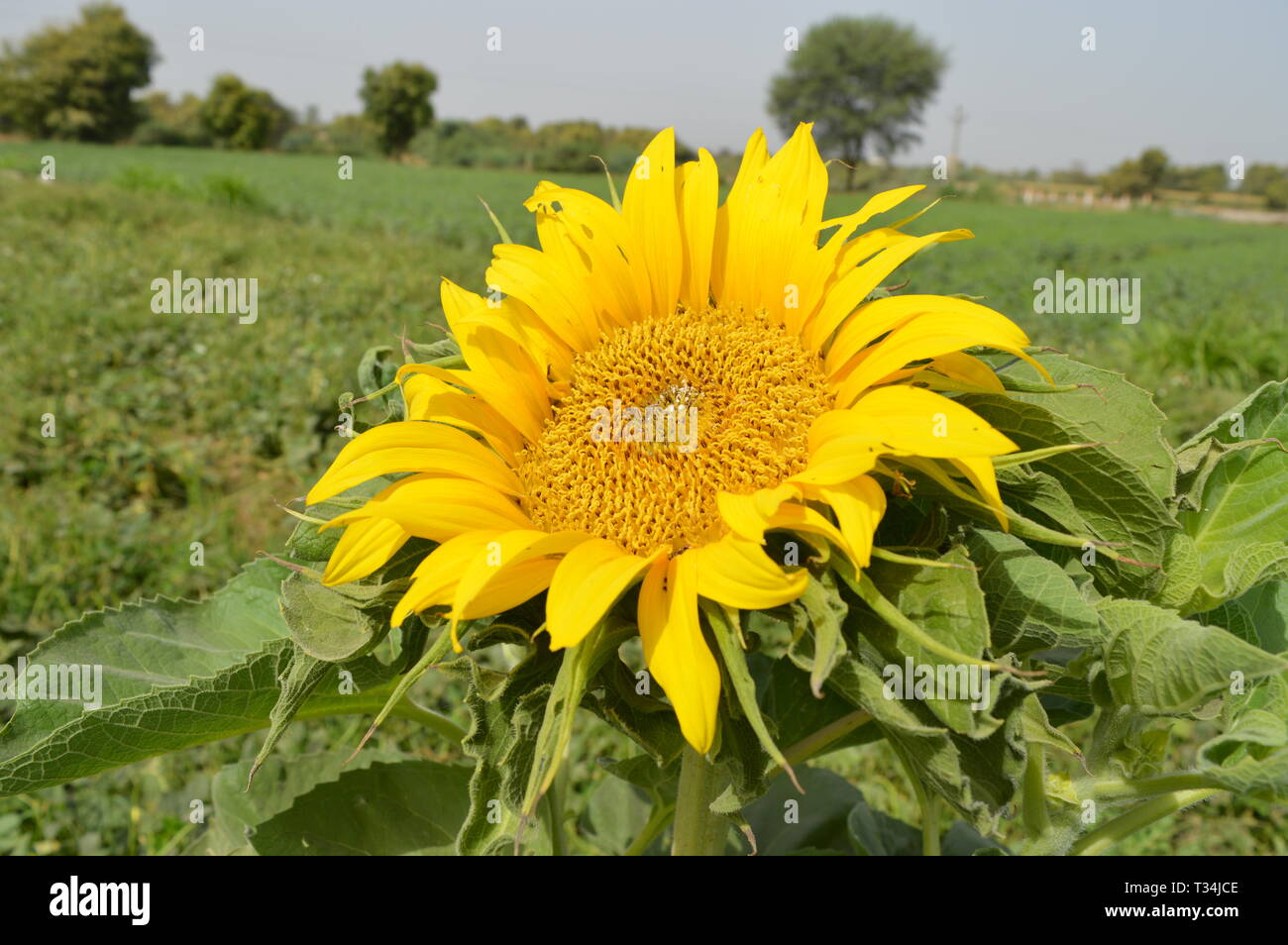 Girasole Con Foglia Verde, Bel Girasole Giallo India, Campo Agricolo, Agricoltura, Bellezza In Natura, Botanica, Il Girasole Comune Foto Stock