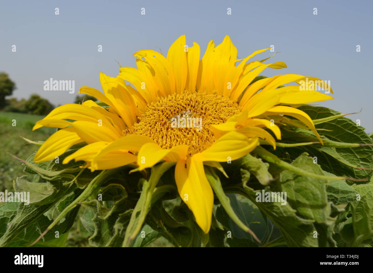 Girasole Con Foglia Verde, Bel Girasole Giallo India, Campo Agricolo, Agricoltura, Bellezza In Natura, Botanica, Il Girasole Comune Foto Stock