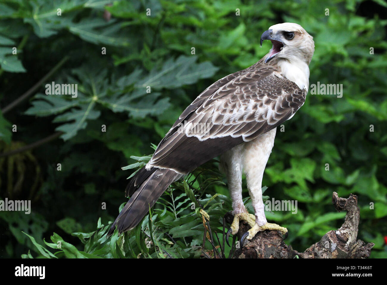 Aquila appollaiato su un albero, Indonesia Foto Stock