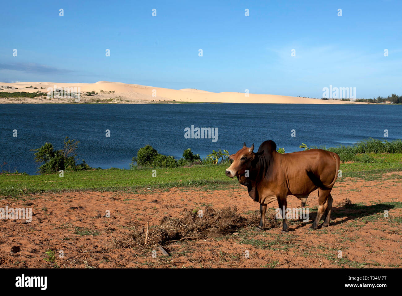 Mucca in piedi da un lago, Mui Ne, Binh Thuan Provincia, Vietnam Foto Stock