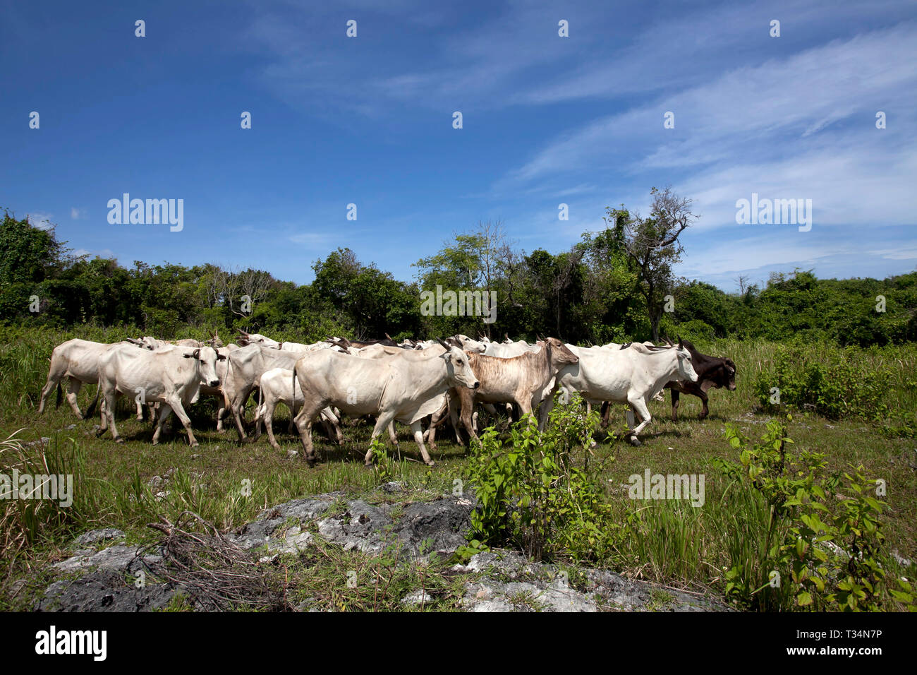 Mandria di mucche, Sumba, Nusa Tenggara orientale, Indonesia Foto Stock