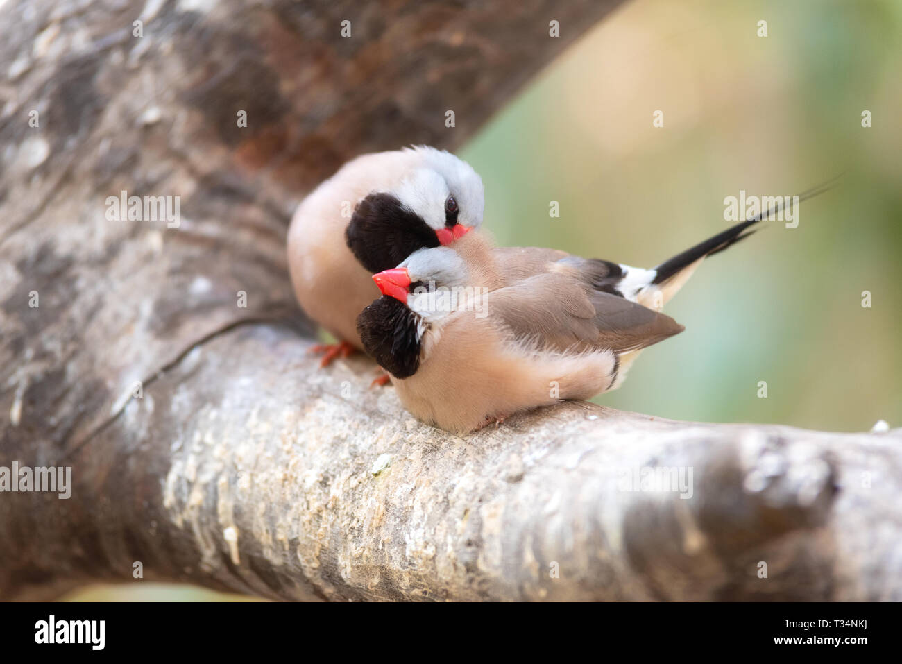 Piccolo, grazioso uccelli, uccelli finchs sul ramo di albero . Il concetto di amore. Foto Stock