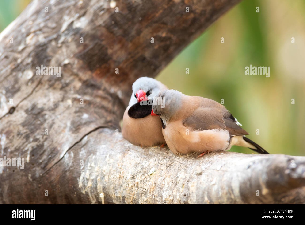 Piccolo, grazioso uccelli, uccelli finchs sul ramo di albero . Il concetto di amore. Foto Stock