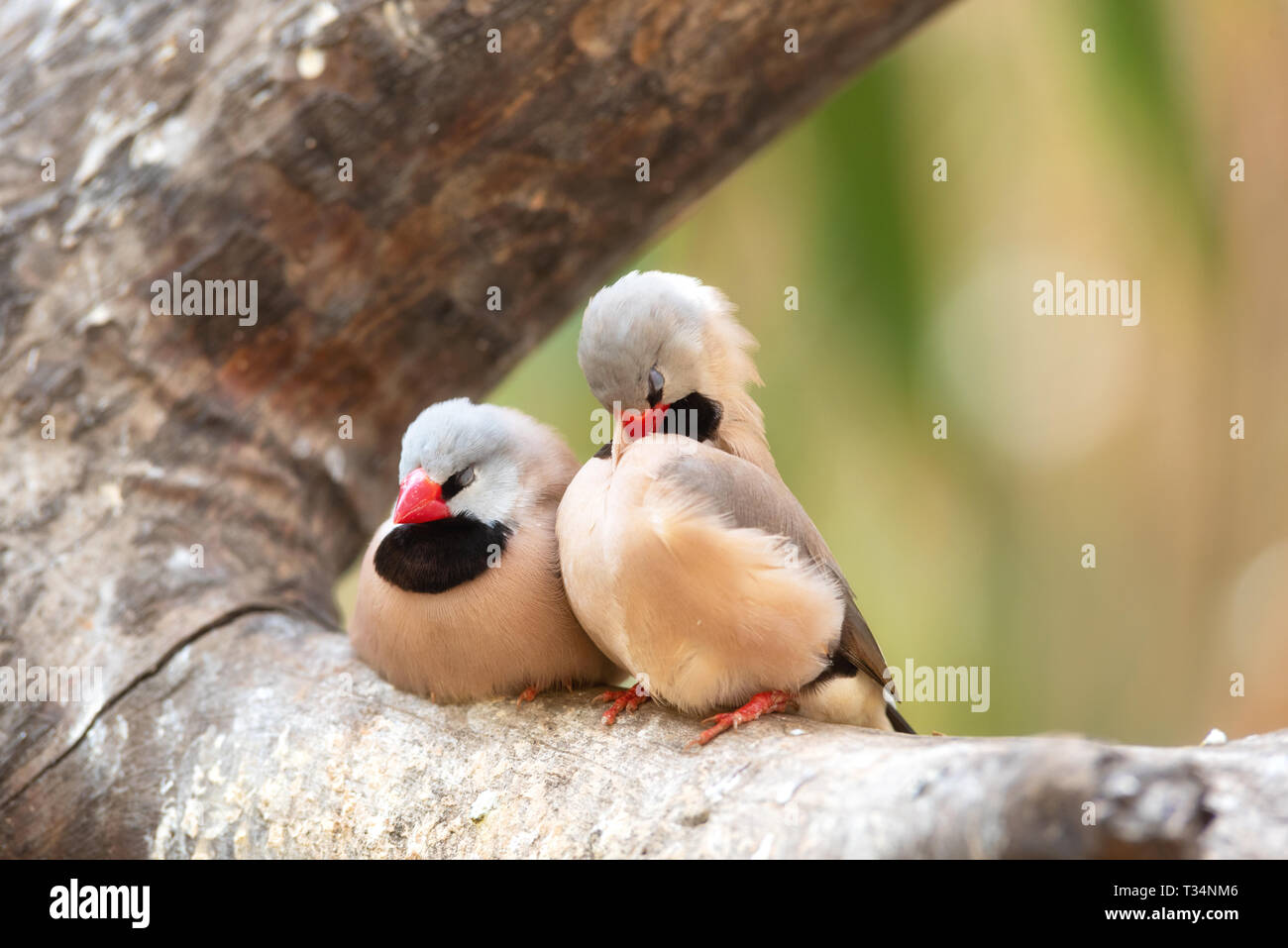 Piccolo, grazioso uccelli, uccelli finchs sul ramo di albero . Il concetto di amore. Foto Stock