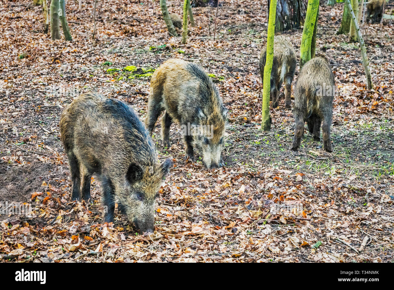 Quattro cinghiali nella foresta di Kolobrzeg, West Pomerania; Polonia; Europa Foto Stock